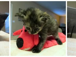 Frenchie and Kittens