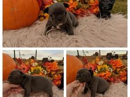 Hello! Is our frenchie too small?