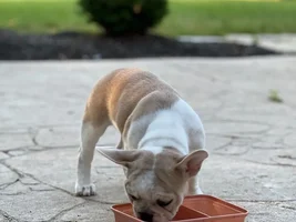 Meet my new puppy
