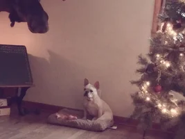 ~ENTER HERE~ December Frenchie of the Month Contest ~ Holly Jolly Frenchies