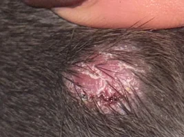 Weird crusty lump/spot on Frenchie's back
