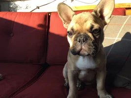 Head Shape