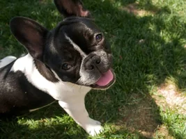Frenchie Summer Fun