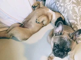 Possibly getting a second Frenchie today