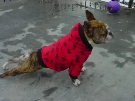 YOGA DOG