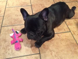4 Paw Secret Santa Sharing Thread 2014