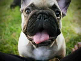 VOTE for September 2013 Frenchie of the Month!