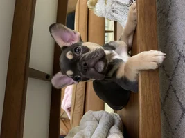 Head Tilt on New Puppy - should I be worried?