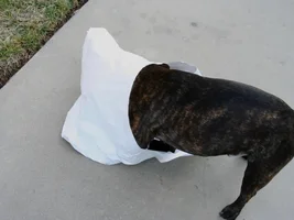 2015 Secret Santa Paws Sharing Thread