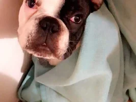 ~ENTER HERE~ January 2019 Frenchie of the Month! ~ FROZEN FRENCHIES ~
