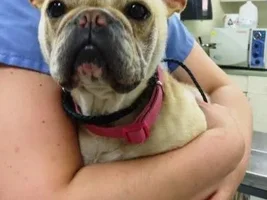 Female Frenchie at a Shelter in Minnesota ADOPTED!