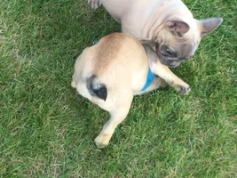 Possibly getting a second Frenchie today
