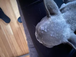 Bumps on 12 week year old puppy head