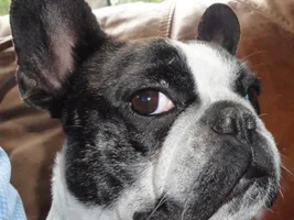 ENTER HERE ~ Sept 2015 Frenchie of the Month ~ Frenchie-Tude