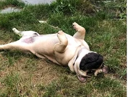 VOTE NOW! For your favorite Lazy Frenchies!!!