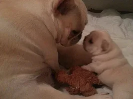 4 Paw Members, Please VOTE NOW!  Turkey Leg contest