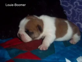 Baby Boomer AKA Louie Pictures
