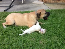 New Frenchie Mom