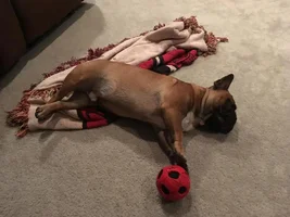 4 PAW MEMBERS!!!  Please VOTE for your favorite Sleepy Frenchies!
