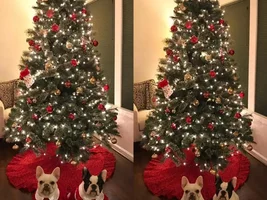 ~ENTER HERE~ December Frenchie of the Month Contest ~ Holly Jolly Frenchies