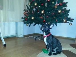 January 2015 Frenchie of the Month Contest