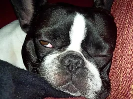 Dry Nose