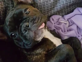 4 Paw Members, PLEASE VOTE for your favorite Frenchie-TUDES!