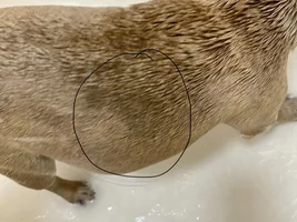 excessive Hair loss , dark areas of it help!