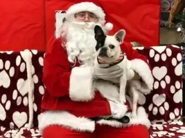 4 PAW MEMBERS!!!  Please VOTE for your HOLLY JOLLY Frenchies!!