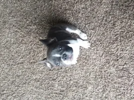 French bulldog's ears?