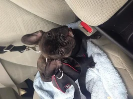 Frenchie Poll: How does your Frenchie ride in the car?