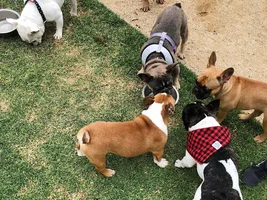 Bo at a frenchie meetup