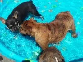 4 PAW MEMBERS!!! Please vote for the Summertime Frenchies!
