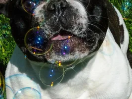 Wally vs bubbles