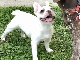 VOTE NOW!!!  Frenchie of the Month ~ May 2020 ~ Favorite Picture