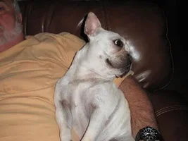~Willie Fern~French Bulldog Available for Adoption in Florida