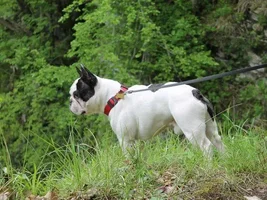 Muffin - sweet bulldog from Russia :)