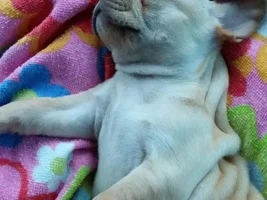 Sleeping Snoring Snoozing Frenchies Contest ~ENTER HERE~