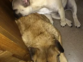 Baby Bisou isn't a baby anymore...