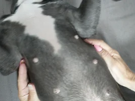 Hi Jacqueline M male Frenchie is four years old and his nipples are very enlarged over the past six months is this normal or do I need to get advice