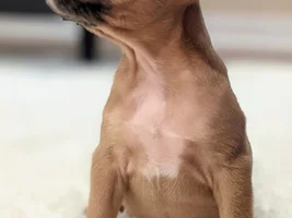 Head/Jaw development