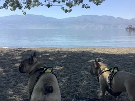 Hugo & Maple checking in
