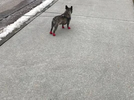 Finn’s first walk with his new booties.