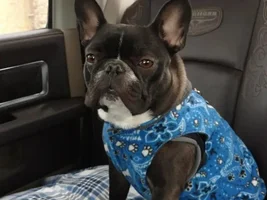 4 PAW MEMBERS!!! Please vote for your Holly Jolly Frenchies