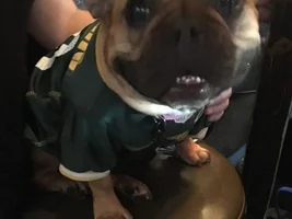 ~ENTER HERE~ October Frenchie of the Month - TOOFS AND FANGS -
