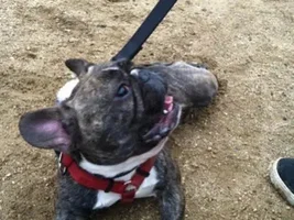 ~Lil Bow Wow~French Bulldog Available for Adoption in California