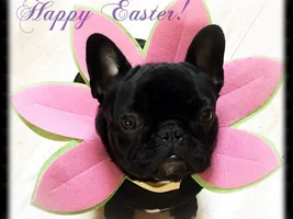 4 Paw Members please VOTE for your fav Easter Frenchie!