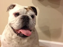4 Paw Secret Santa Sharing Thread 2014