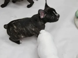 Question about Brindle color puppy vs. adult.