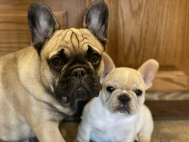 ~ENTER HERE~ March 2021 Frenchie of the Month ~ FRENCHIE FACES